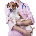 Gyvūnų sveikatos priežiūros paslaugos, veterenarija
